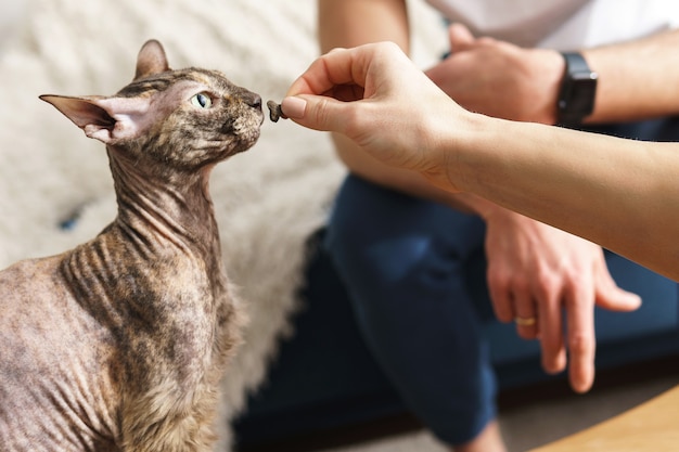 Proprietario che alimenta il suo gatto Sphynx a casa