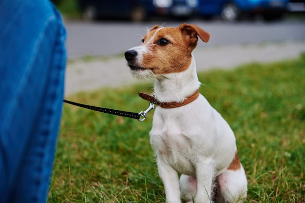 Proprietario che cammina con il suo cane sull'erba