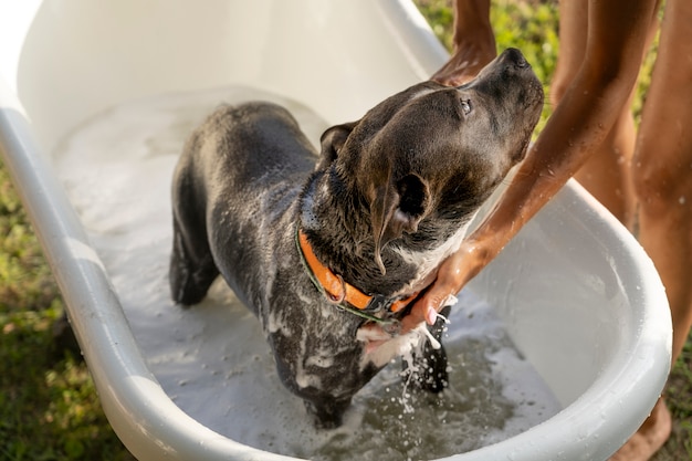 Proprietario che lava il cane nell'angolo alto della vasca da bagno