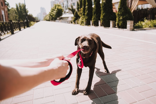 Proprietario con animale domestico su City Promenade in Sunny Summer Day.