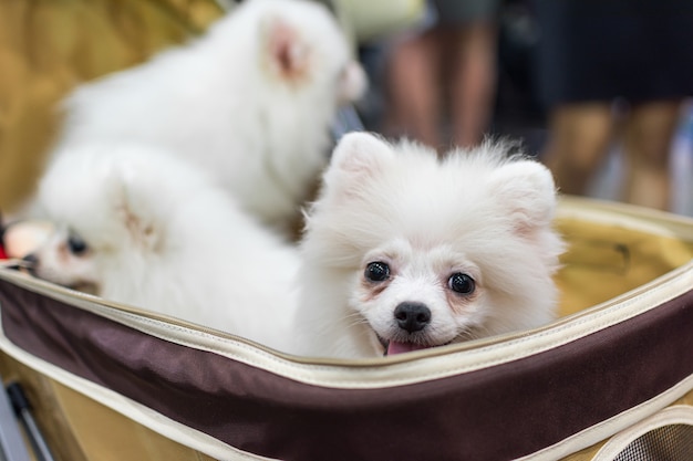 Proprietario del cane asiatico e il cane in Expo animali domestici