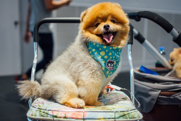 Proprietario del cane asiatico e il cane in Expo animali domestici