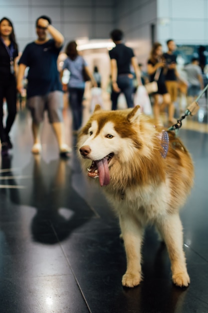 Proprietario del cane asiatico e il cane in Expo animali domestici