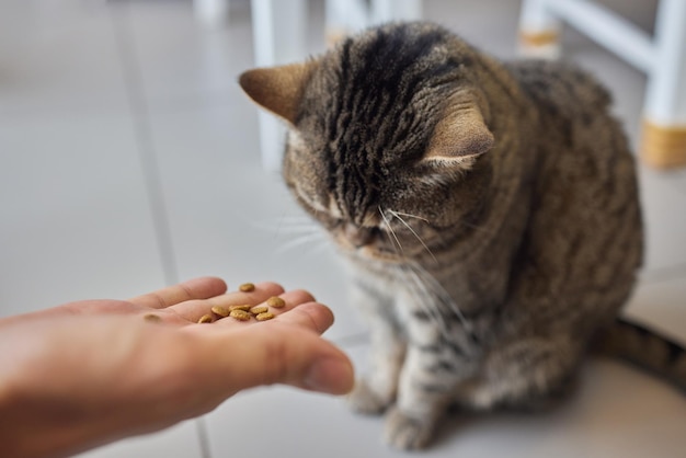 Proprietario dell'animale domestico che alimenta il gatto con granuli di cibo secco dal palmo della mano Uomo donna che dà un trattamento al gatto Bellissimo gattino felino tabby domestico a strisce