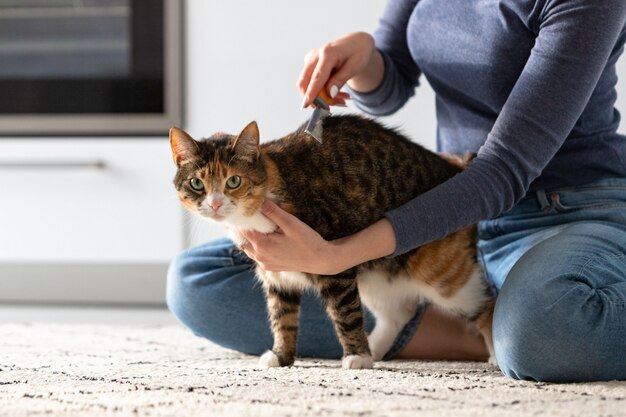 Proprietario della donna che pettina, graffiando il suo gatto. Pettine. Avvicinamento