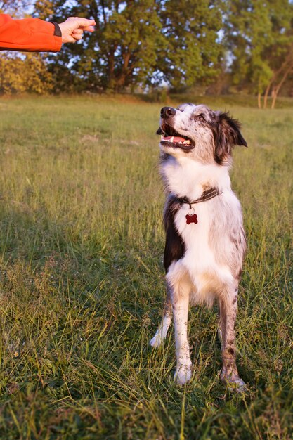 PROPRIETARIO DI FORMAZIONE BORDER COLLIE CANE IN OBBEDIENZA AL PARCO.