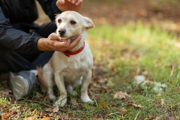 Proprietario maschio che accarezza il suo cane carino nella foresta autunnale