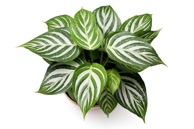 Prospettiva aerea Aglaonema tropicale Pianta d'appartamento Silver Bay dall'alto IA generativa