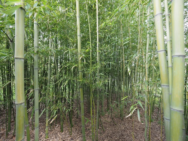 Prospettiva dell'albero di bambù