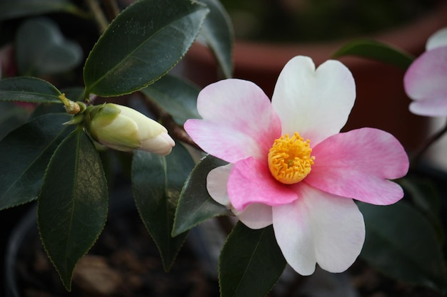 Prossimo piano ad alto angolo di un fiore bianco che cresce sulla pianta