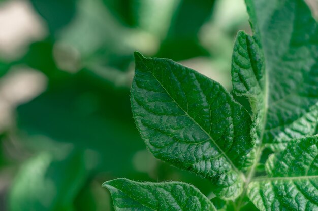 Prossimo piano bellissima pianta di foglia di patata sfondo consistenza