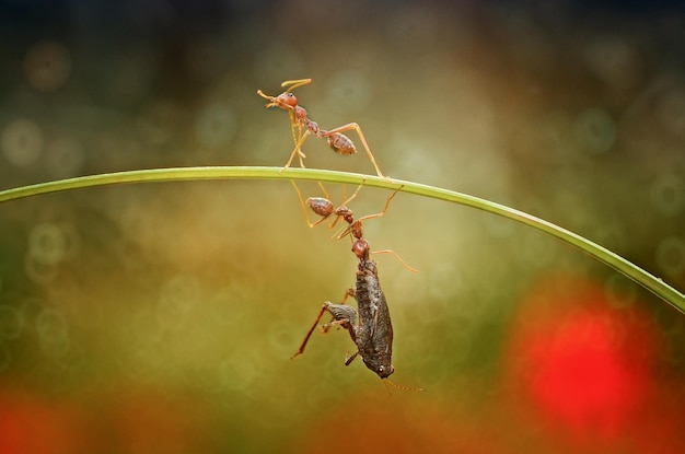 Prossimo piano degli insetti sulla pianta