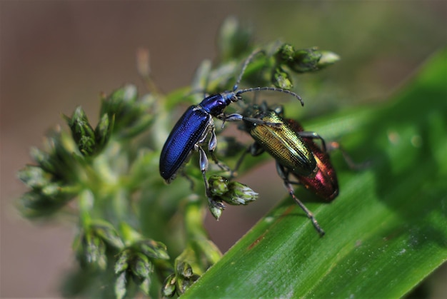Prossimo piano degli insetti sulla pianta