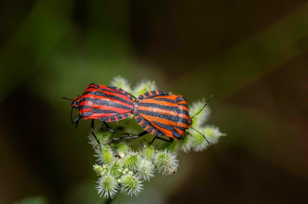 Prossimo piano degli insetti sulla pianta