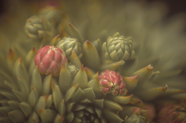 Prossimo piano dei boccioli dei fiori