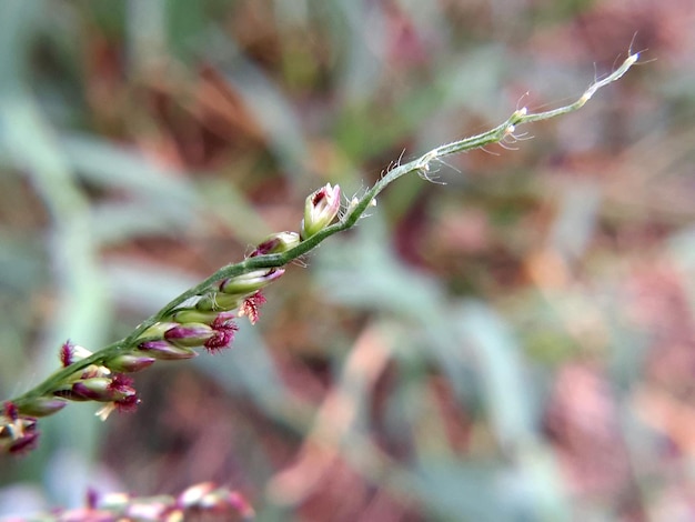 Prossimo piano dei boccioli dei fiori