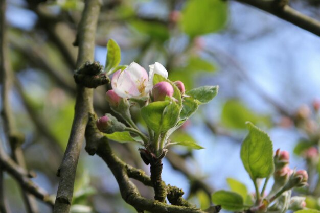 Prossimo piano dei boccioli dei fiori