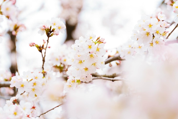 Prossimo piano dei fiori bianchi di ciliegio in primavera