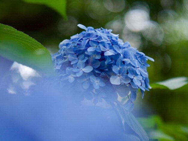 Prossimo piano dei fiori dell'ortensia blu