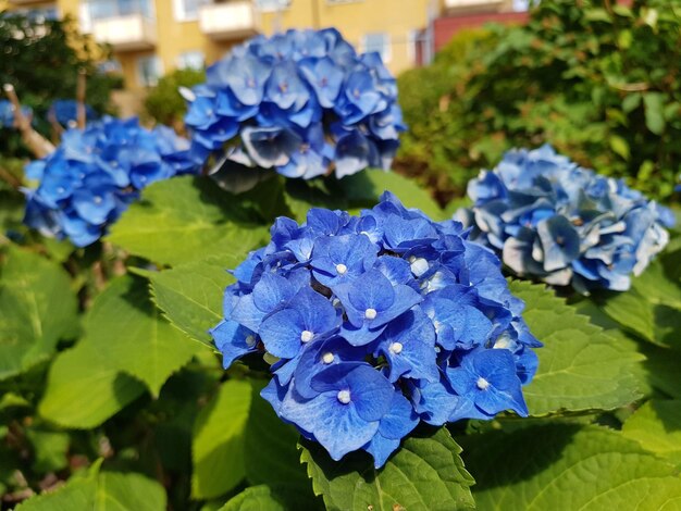 Prossimo piano dei fiori dell'ortensia blu