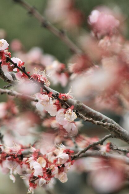 Prossimo piano dei fiori di ciliegio in primavera