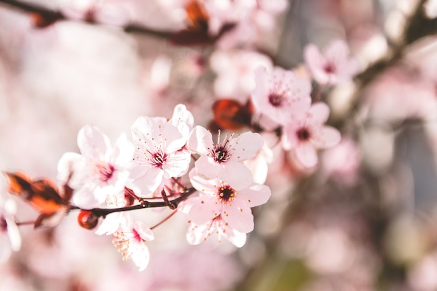 Prossimo piano dei fiori di ciliegio in primavera