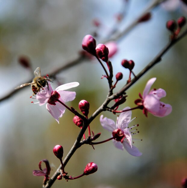 Prossimo piano dei fiori di ciliegio in primavera