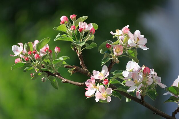 Prossimo piano dei fiori di ciliegio rosa