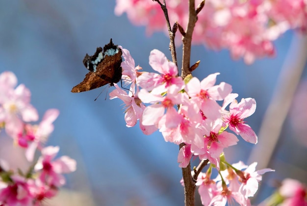 Prossimo piano dei fiori di ciliegio rosa