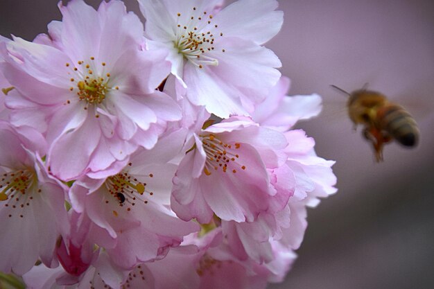 Prossimo piano dei fiori di ciliegio rosa
