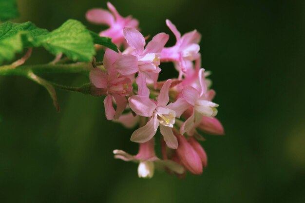 Prossimo piano dei fiori di ciliegio rosa