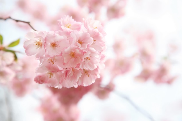 Prossimo piano dei fiori di ciliegio rosa