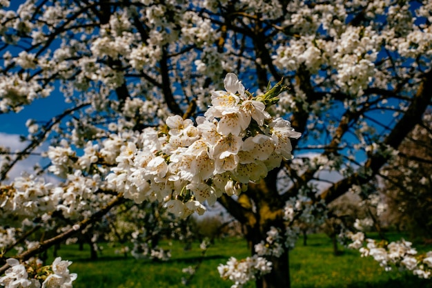 Prossimo piano dei fiori di ciliegio