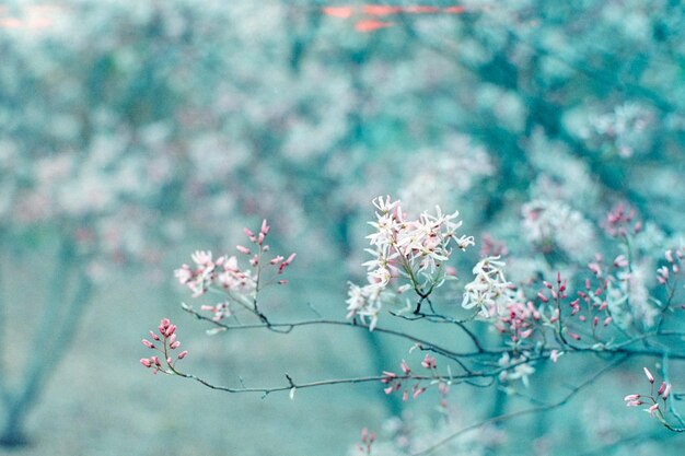 Prossimo piano dei fiori di ciliegio