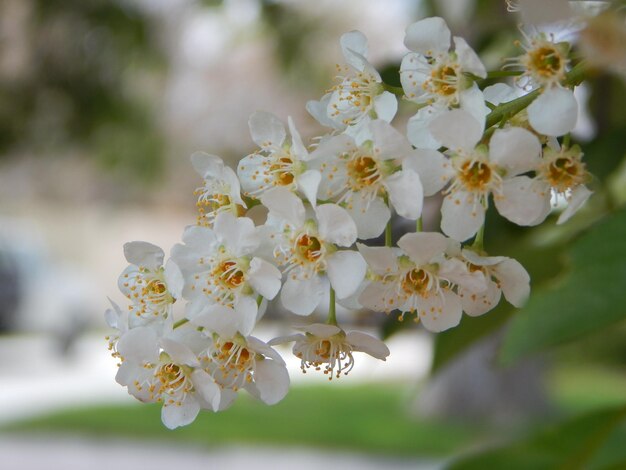 Prossimo piano dei fiori di ciliegio