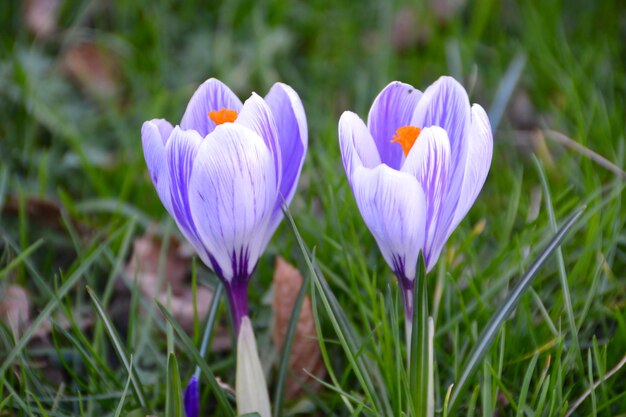 Prossimo piano dei fiori di crocus viola sul campo