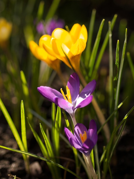 Prossimo piano dei fiori di crocus viola sul campo