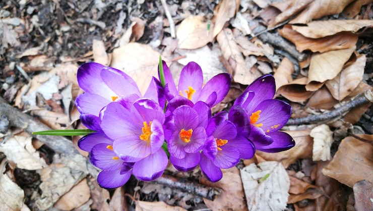 Foto prossimo piano dei fiori di crocus viola