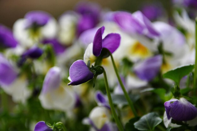 Prossimo piano dei fiori di crocus viola