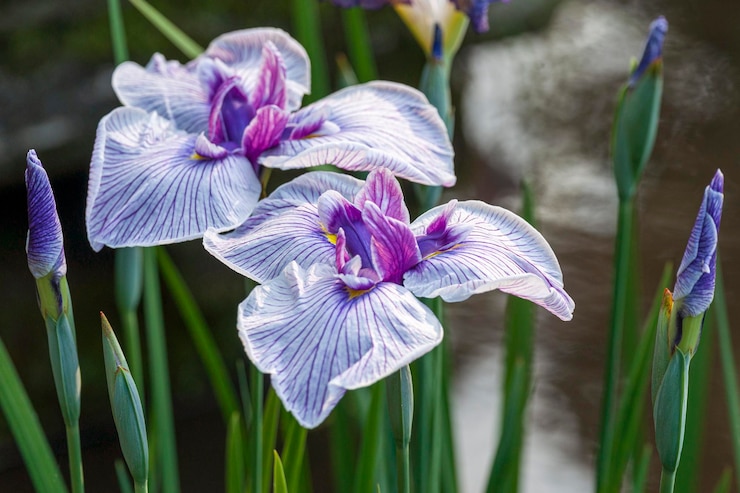Foto prossimo piano dei fiori di iris viola