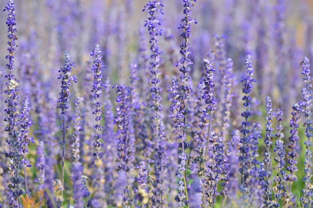 Prossimo piano dei fiori di lavanda sul campo