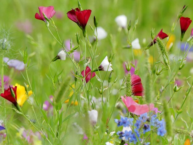 Prossimo piano dei fiori di papavero rosso sul campo