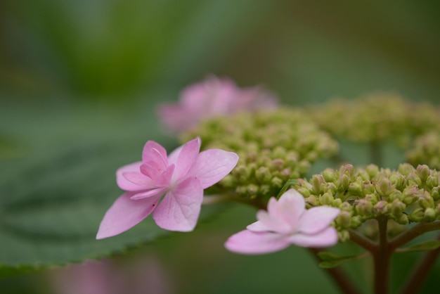 Prossimo piano dei fiori e dei boccioli