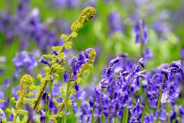 Prossimo piano dei fiori viola sulla pianta