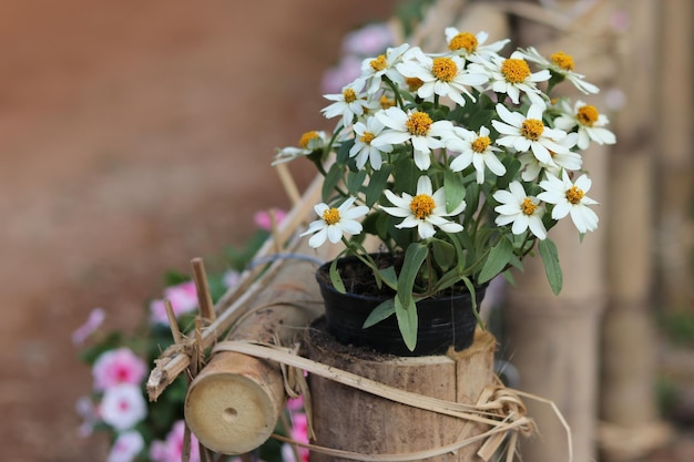 Prossimo piano dei fiori