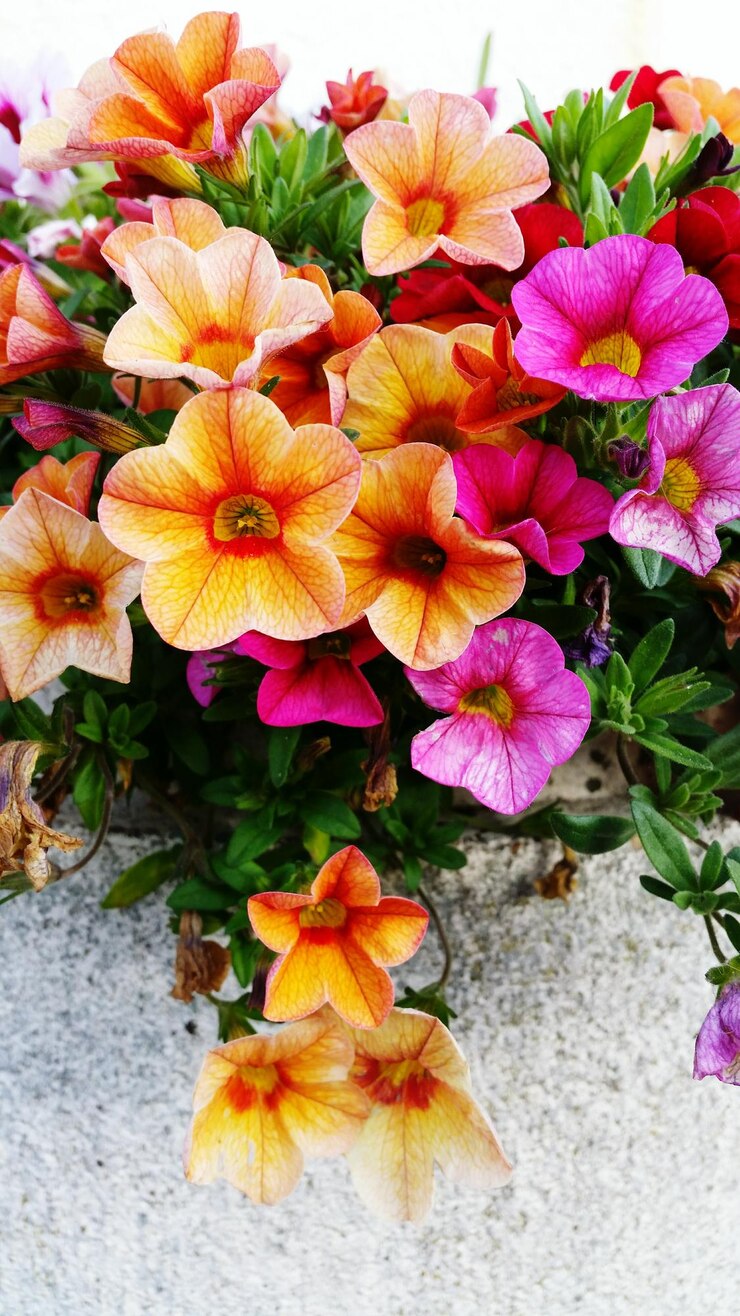 Foto prossimo piano dei fiori