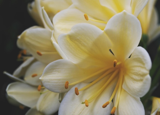 Prossimo piano dei fiori