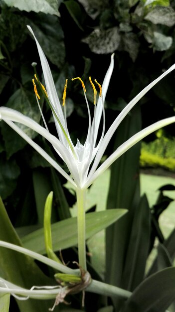 Prossimo piano dei fiori