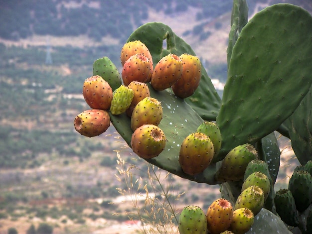 Prossimo piano dei frutti che crescono sui cactus