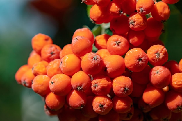 Prossimo piano dei frutti che crescono sulla pianta